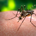 The Impact Of Mosquito Control Companies On Home Sale Listing Agents In Central Florida